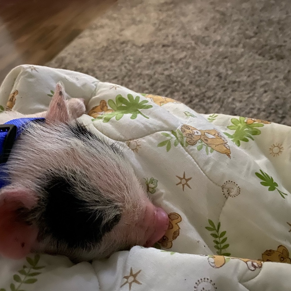 The newest addition to our family🐷🐖 - Picture 5 of 6
